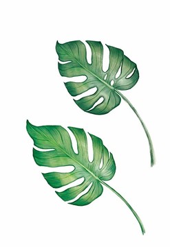 手繪插畫(huà)兩片龜背竹葉子裝飾畫(huà)