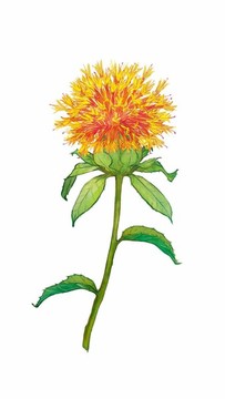 手繪水彩植物中藥藏紅花