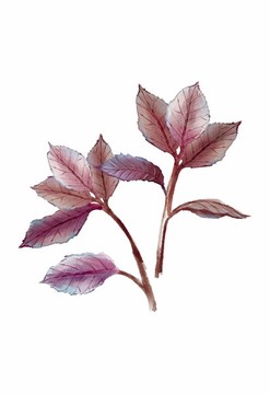 手绘水彩植物中药紫苏叶子