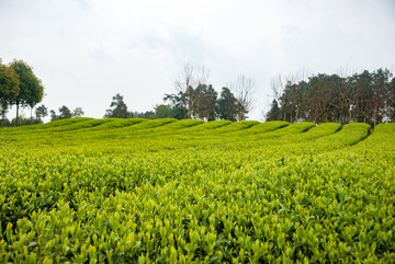 春天的茶园