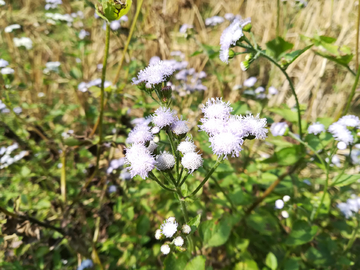 飞机草