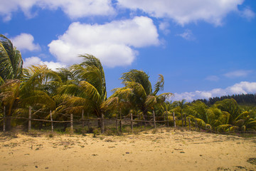 海南岛椰林风光