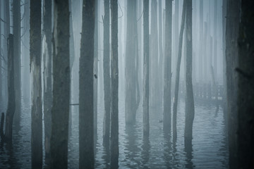 雾中枯木林