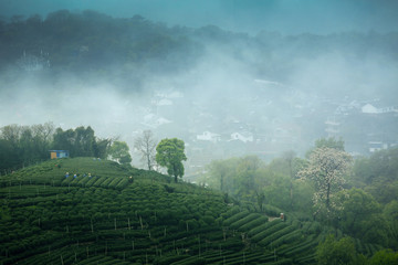 茶山春韵