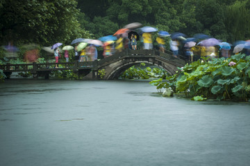 雨中赏塘