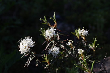 白山茶