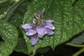 一株葛藤花