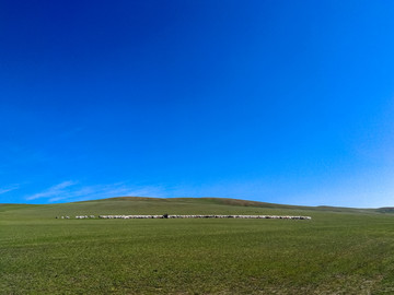 夏季大草原羊群