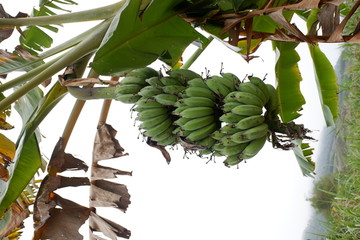 芭蕉树