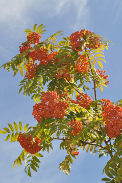 花秋果实