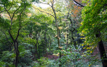 山野树林