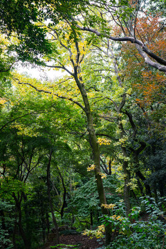 山野树林