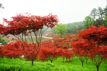 红枫植物园