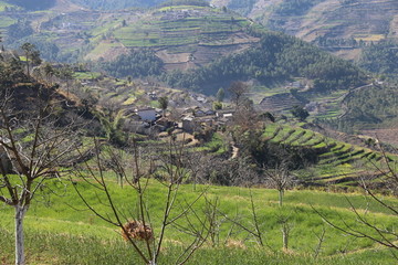 麦田