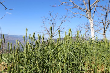 麦田