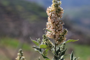 染饭花