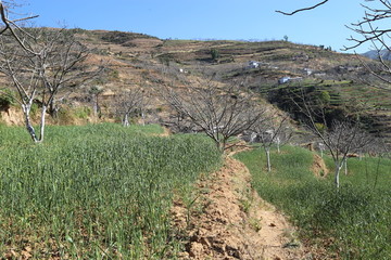 麦田冬季核桃林