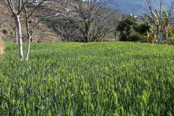 麦田