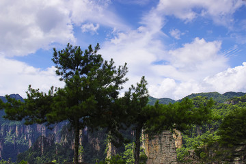 高山松树