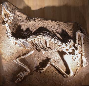 近狼獾骨架化石
