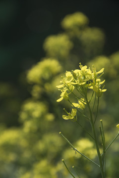 油菜花