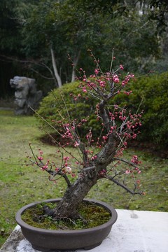 梅花盆景