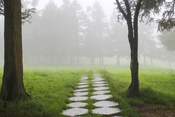 雾气中的林间小路