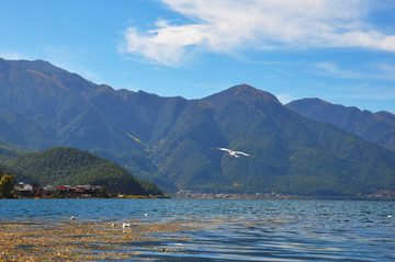 湖面飞鸟