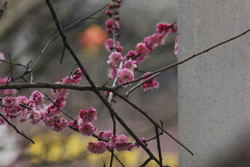 花枝俏