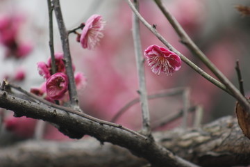 花枝俏