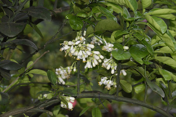 柚子花