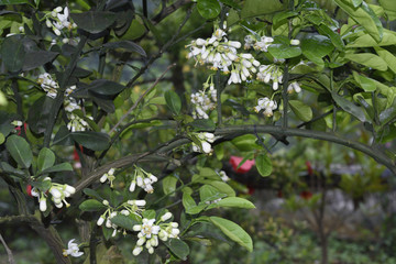 柚子花