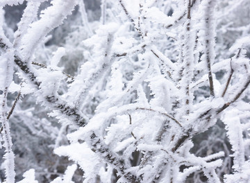 雪树枝