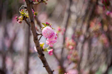 粉色樱花特写素材