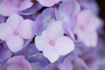 粉紫色绣球花特写