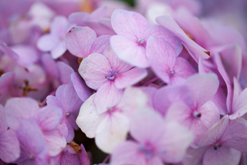 粉紫色绣球花特写