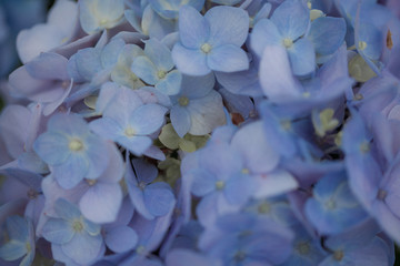 粉紫色绣球花特写