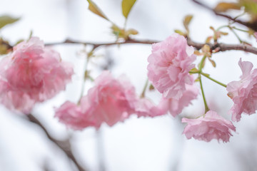 粉色的樱花特写