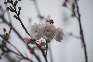 樱花盛开