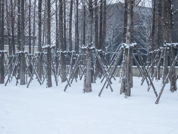 白雪树干