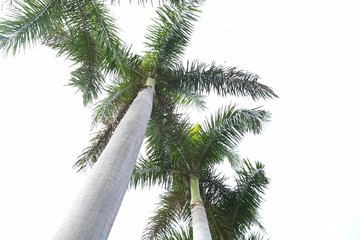鼓浪屿棕榈树