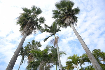 鼓浪屿棕榈树