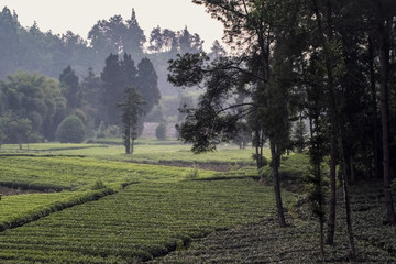 早春二月间茶园绿油油