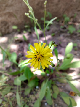 蒲公英花田野蒲公英