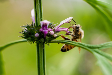 蜜蜂 益母草