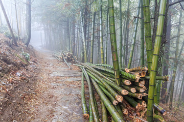 大雾弥漫中的竹林小路