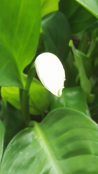 绿叶白花