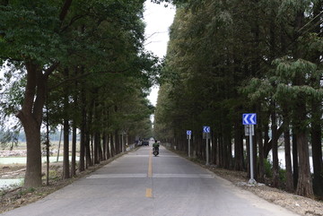 树林道路