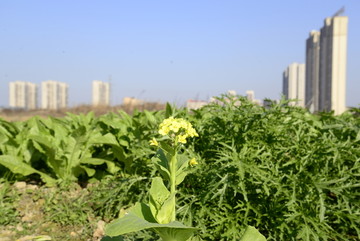 高楼油菜花