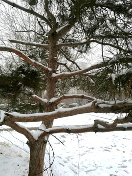 青松傲雪